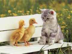 petit chat et les canar
